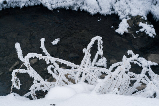branches covered with rime