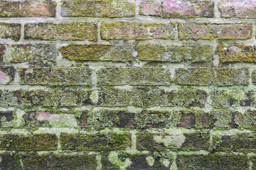 Red brick wall with moss background texture