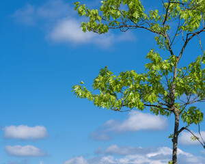 Oak green leaves with blue sky and white clouds - 763466892