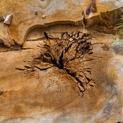 Chopper tree trunk with hole as background - 763466896