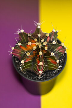 cactus on a purple and yellow background symmetrically, succulent  