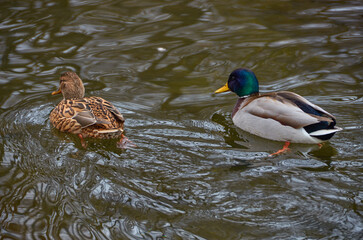 wild birds in the city