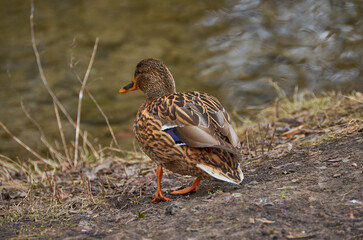 wild birds in the city