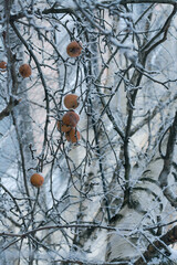 apples and branches covered with rime