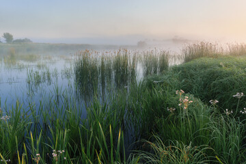 misty morning in the field