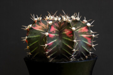 macro photo of a collectible cactus close-up on a black background in a black pot