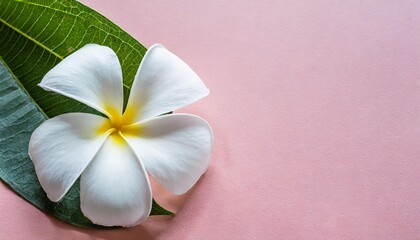 beautiful white plumeria flower on pink background