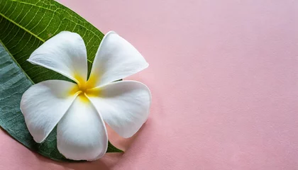 Foto auf Glas beautiful white plumeria flower on pink background © Richard