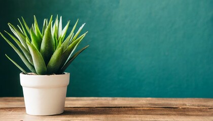 plant pot with copy space background