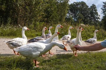 Man with vitiligo feeds white geese and socializes with them in countryside. Close-up of hand. Communicating with animals