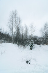 snow covered trees in forest