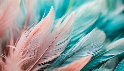 pastel colored of chicken feathers in soft and blur style for the background