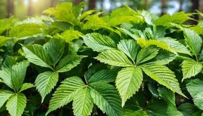 forest leaves backdrop