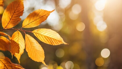 autumn banner with orange leaves background and gold bokeh modern wallpaper backdrop
