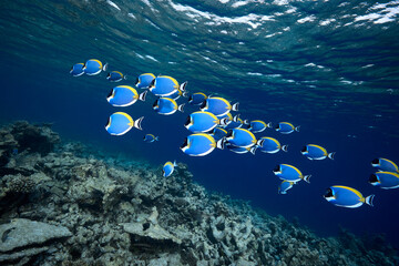 Acanthurus leucosternon Powderblue surgeonfish school in blue ocean	