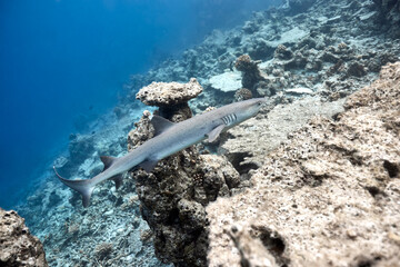 Triaenodon obesus whitetip reef shark swimming in blue ocean