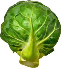Fresh bok choy leafy green vegetable, cut out transparent - obrazy, fototapety, plakaty