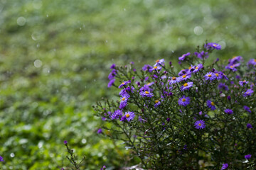 purple flowers in the rain