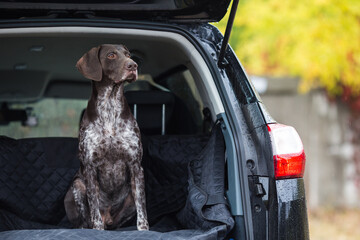 German short-haired pointer in the trunk of the car