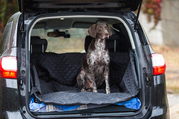 German short-haired pointer in the trunk of the car