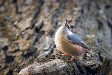 Eurasian nuthatch (Sitta europaea)  holds onto the tree trunk and looks towards the camera lens on spring evening. 