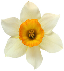 Naklejka na ściany i meble isolated yellow garden daffodil. one cut flower close-up.