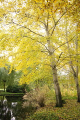 Vibrant and tranquil nature in Denmark
