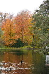 Vibrant and tranquil nature in Denmark