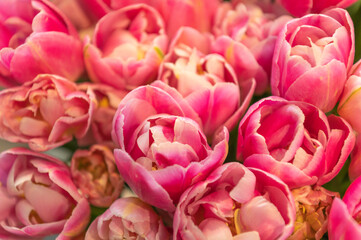 Tulipan pełny Amazing Grace w wazonowym bukiecie, kolorze różowo białym. 