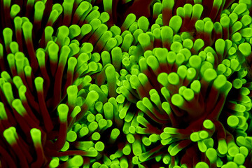 Sea coral fuorescent phenomenon with fluorescent light