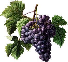Bunch of ripe black grapes with leaf , cut out transparent