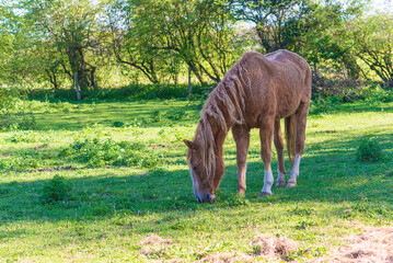 Single horse grazing in a green pasture on sunny day