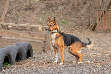Dog on a walk. A dog with its owner walks on a training ground.