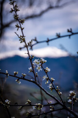 mountain, volcano, landscape, snow, mount, sky, nature, peak, clouds, fuji, mountains, travel, view, forest, japan, tenerife, mt, top, chile, kamchatka, trees, panorama, cloud