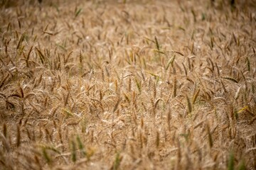 Golden Wheat field