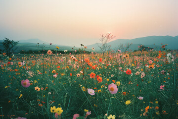 close-up of field of colorful spring flowers at sunset