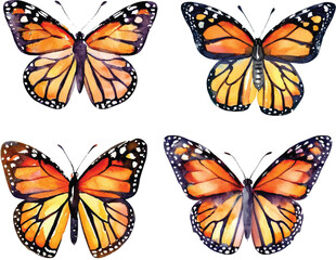 Watercolor Monarch Butterfly Vector Illustration