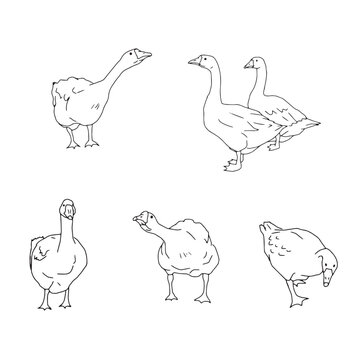 Set of geese. Vector icon illustration of cute farm goose domestic ducks