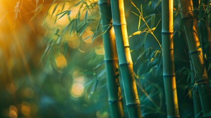 Close-Up of Bamboo Tree With Sun Background