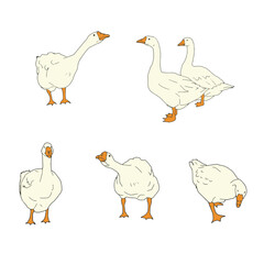 Set of yellow geese. Vector icon illustration of cute farm goose domestic ducks.