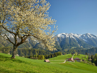 blühender Kirschbaum, Sengsengebirge, Windischgarsten, Oberösterreich, Österreich
