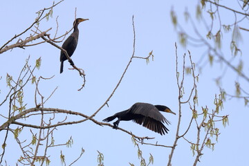 volo al mattino