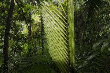 Vegetation in the forest of Costa Rica