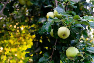 An apple tree after the rain. Green wet apples on a branch