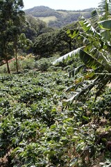 Coffee plantations in Costa Rica