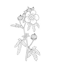 Coloring page for adults. Line art coloring activity. Beautiful hand-drawn flower.  Mindful coloring for stress relief. Vector illustration - 763494833