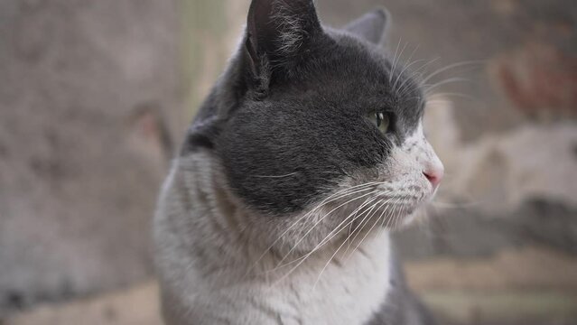 A close-up of a grey and white cat with a contemplative expression, highlighting its sharp features and thoughtful eyes. A close-up portrait of a powerful stray cat with green eyes.