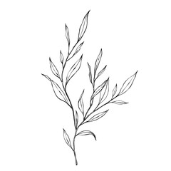 vector contour branch and leaves. Elegant illustration for tattoo, wedding decoration. hand drawing monochrome botanical illustration for backgrounds. Template for wedding cards and polygraph, logo.