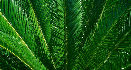 Leaves of palm tree close up texture background
