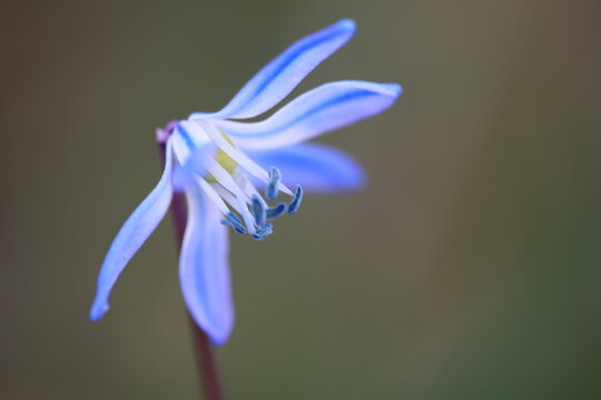 sibirischer blaustern
